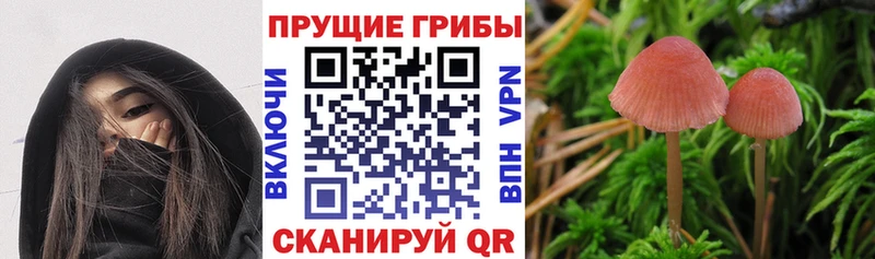 хочу наркоту  Новоалександровск  Псилоцибиновые грибы мицелий 